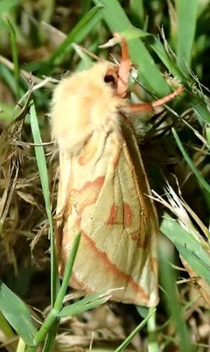 Hepialus humuli